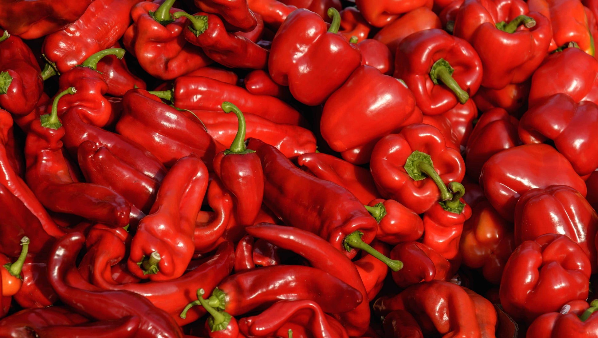 Red Pepper (Rodo) (50kg) – agrofixng